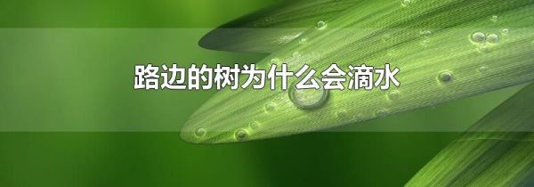 路边的树为什么会滴水