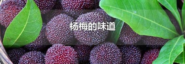 杨梅的味道