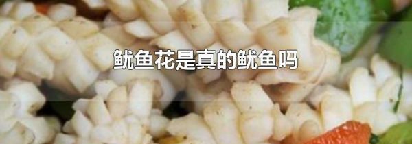 鱿鱼花是真的鱿鱼吗