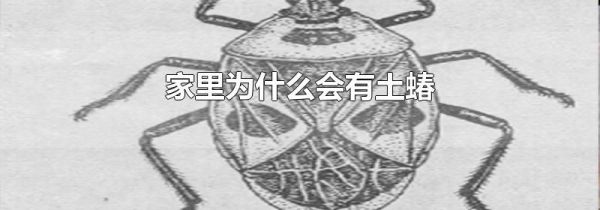 家里为什么会有土蝽