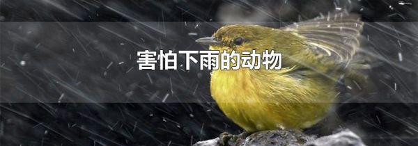 害怕下雨的动物