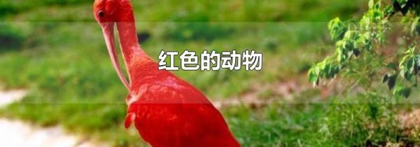 红色的动物