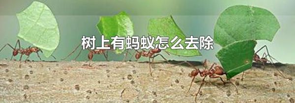 树上有蚂蚁怎么去除