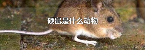硕鼠是什么动物