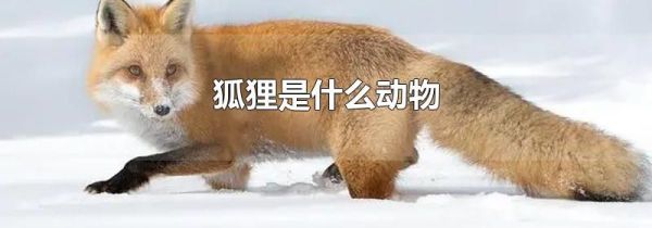 狐狸是什么动物