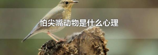 怕尖嘴动物是什么心理