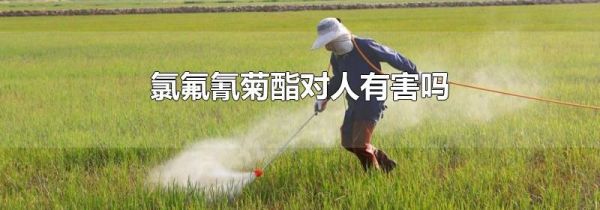 氯氟氰菊酯对人有害吗