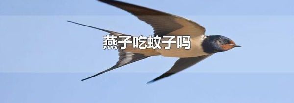 燕子吃蚊子吗