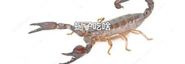 蝎子吃啥