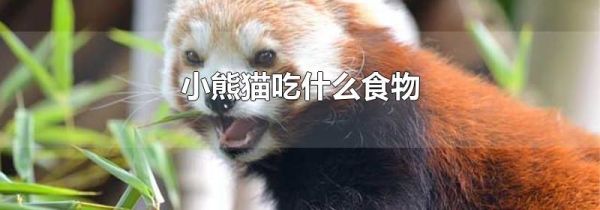 小熊猫吃什么食物