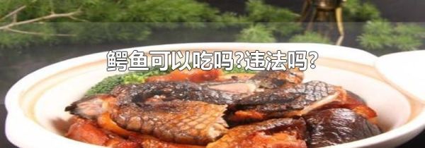 鳄鱼可以吃吗?违法吗?