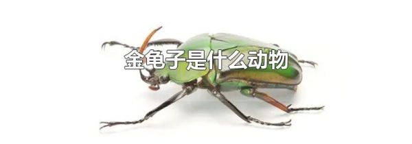 金龟子是什么动物