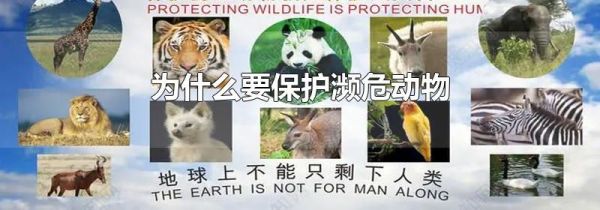 为什么要保护濒危动物