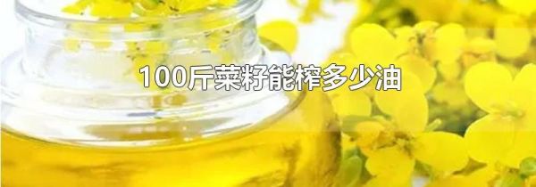 100斤菜籽能榨多少油