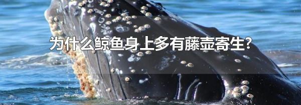 为什么鲸鱼身上多有藤壶寄生?