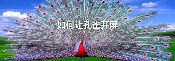 如何让孔雀开屏