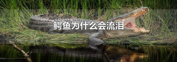 鳄鱼为什么会流泪