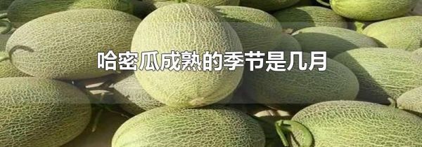 哈密瓜成熟的季节是几月
