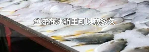 鱼冻在冰箱里可以放多久