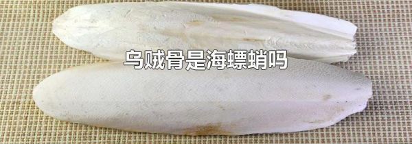 乌贼骨是海螵蛸吗