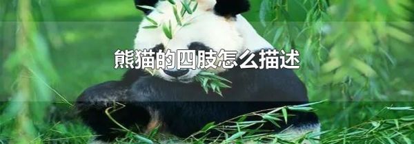 熊猫的四肢怎么描述