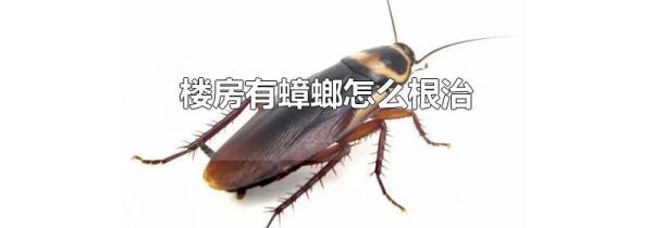 楼房有蟑螂怎么根治