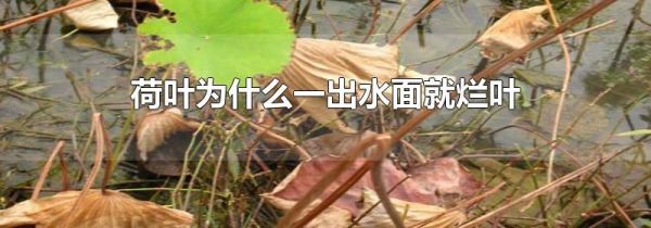 荷叶为什么一出水面就烂叶