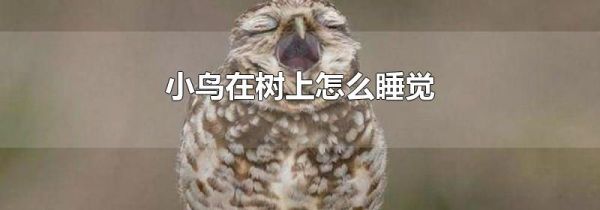 小鸟在树上怎么睡觉