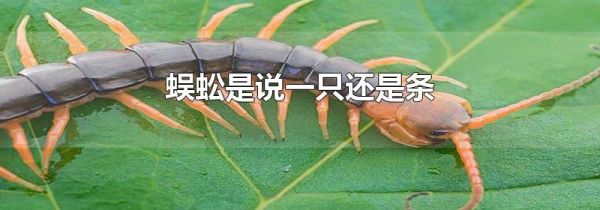 蜈蚣是说一只还是条