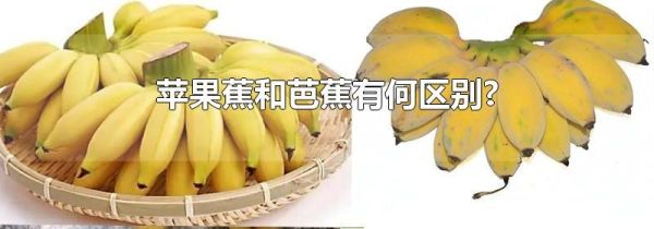 苹果蕉和芭蕉有何区别?