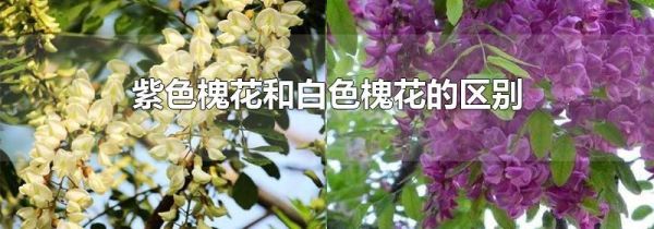 紫色槐花和白色槐花的区别