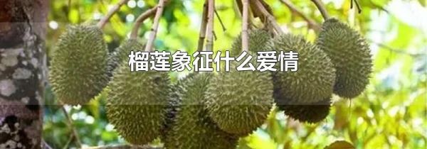 榴莲象征什么爱情