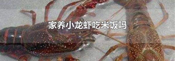 家养小龙虾吃米饭吗