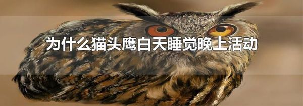 为什么猫头鹰白天睡觉晚上活动