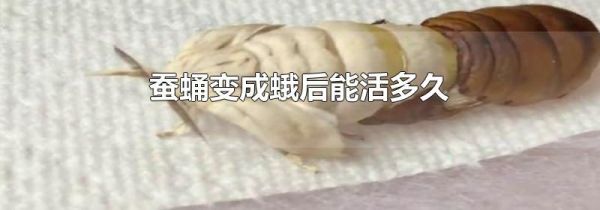 蚕蛹变成蛾后能活多久