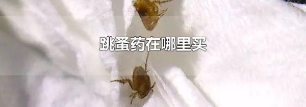 跳蚤药在哪里买