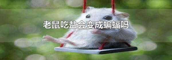 老鼠吃盐会变成蝙蝠吗