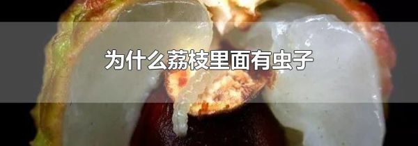 为什么荔枝里面有虫子