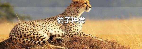 豹子种类