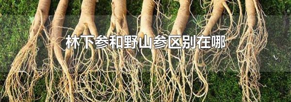 林下参和野山参区别在哪