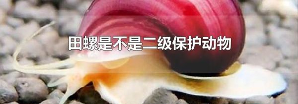 田螺是不是二级保护动物