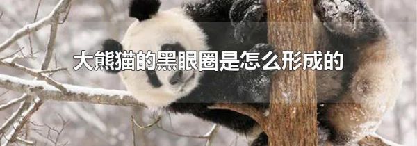 大熊猫的黑眼圈是怎么形成的