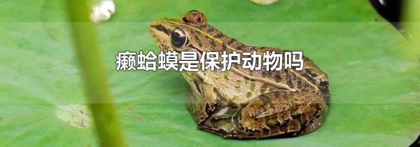 癞蛤蟆是保护动物吗