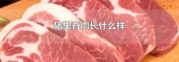 猪里脊肉长什么样