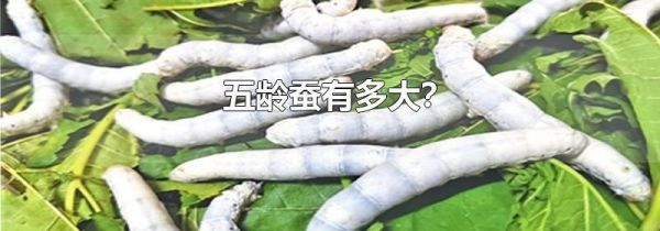 五龄蚕有多大?