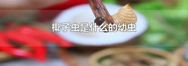 椰子虫是什么的幼虫