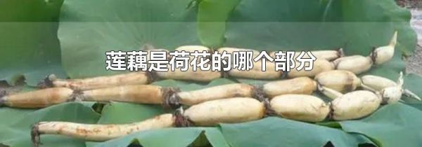 莲藕是荷花的哪个部分