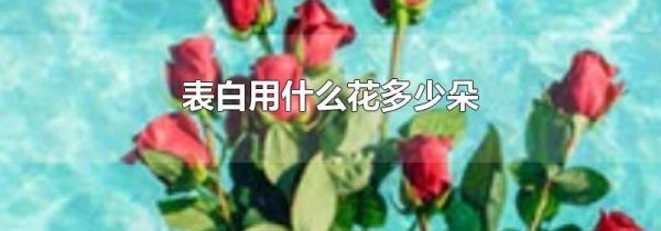 表白用什么花多少朵