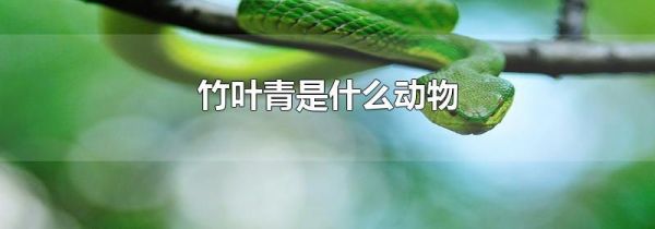 竹叶青是什么动物