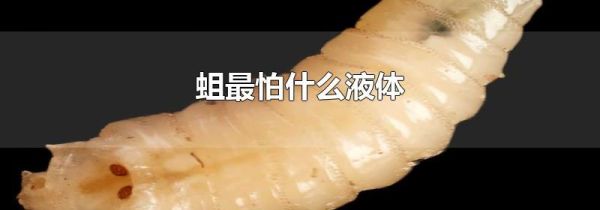 蛆最怕什么液体